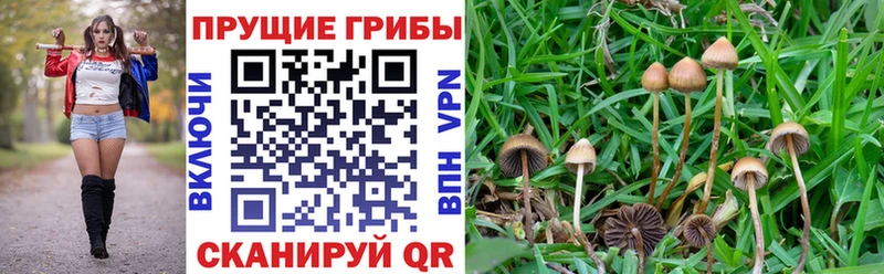 Псилоцибиновые грибы мицелий  mega онион  Нальчик 